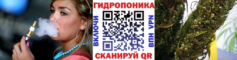 Бошки Шишки гибрид  Ахтырский 
